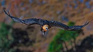 Winged Sentinels Return: What the 2025 Vulture Survey Tells Us About Ecology